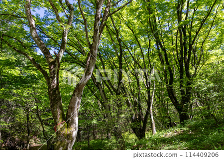Fresh greenery at Ikaho Forest Park 114409206