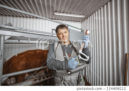 veterinary professional is ready to vaccinate cattle, a proactive measure to protect and sustain the health of livestock in agricultural settings 114409212