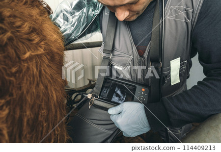 Innovations on the Farm: Ultrasound Technology: Veterinarians use ultrasound technology 114409213