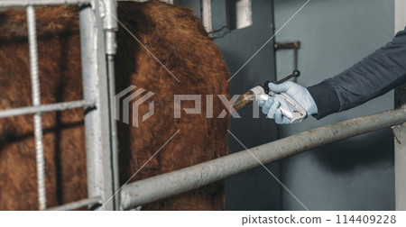veterinarian administering a crucial vaccine to cattle, ensuring the herd's health and preventing disease outbreaks on the farm 114409228