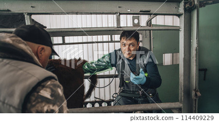 veterinarian conducting an ultrasound examination on a cow, a crucial practice for early diagnosis and monitoring of livestock health 114409229