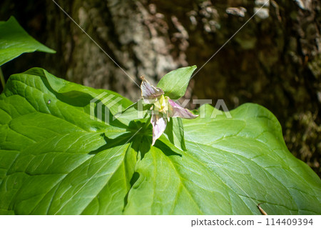 Enrique soup 114409394