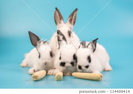 bunny Easter fluffy baby rabbit or new born rabbit. bunny Easter fluffy baby rabbit or new born rabbit. 114409414