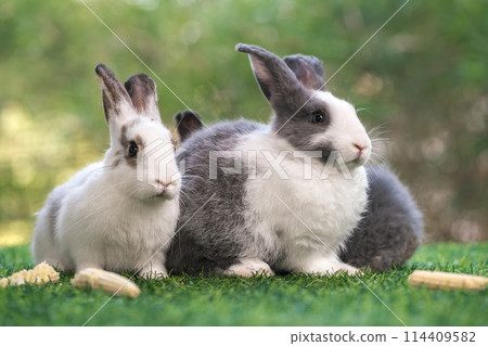 bunny Easter fluffy baby rabbit or new born rabbit.  114409582