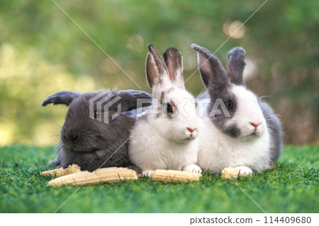 bunny Easter fluffy baby rabbit or new born rabbit. 114409680