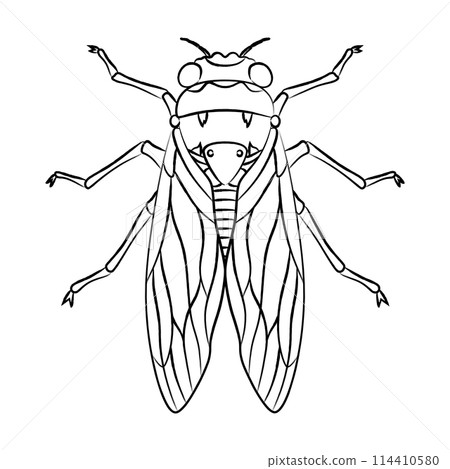 Brush-drawn insect icon: Cicada Brush-drawn insect icon: Cicada 114410580