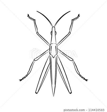 Brush-drawn insect icon: Short-horned grasshopper Brush-drawn insect icon: Short-horned grasshopper 114410583