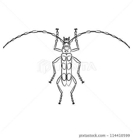 Brush-drawn insect icon: Blue longhorn beetle Brush-drawn insect icon: Blue longhorn beetle 114410599