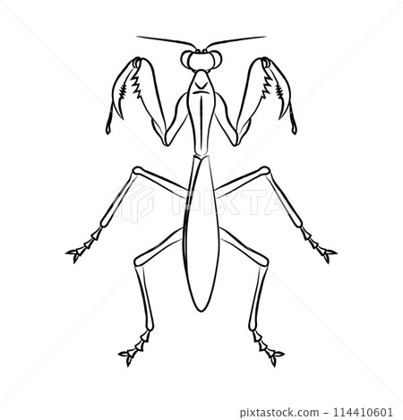 Brush-drawn insect icon: Praying mantis Brush-drawn insect icon: Praying mantis 114410601