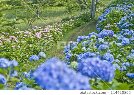 繡球花的繡球花 114410863