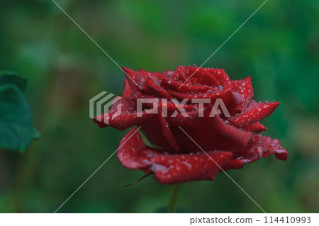 Single Dew-Covered Red Rose Blossoming Against a Soft Green Backdrop Single Dew-Covered Red Rose Blossoming Against a Soft Green Backdrop 114410993