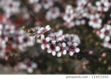 Tea Tree Tea Tree 114411050