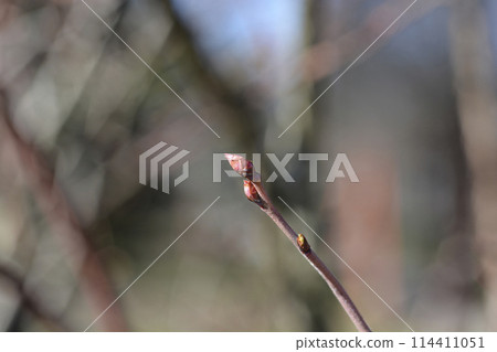 Blueberry Brigitta Blue 114411051