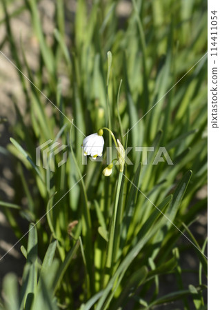 Summer snowflake Summer snowflake 114411054