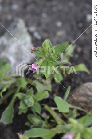 Red lungwort 114411070