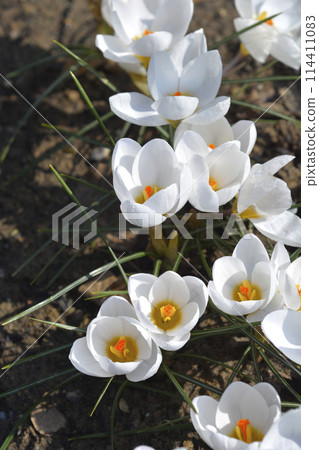 Snow Crocus Ard Schenk Snow Crocus Ard Schenk 114411083