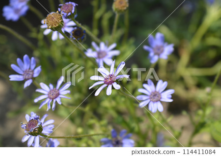 Blue Daisy The Blues Blue Daisy The Blues 114411084