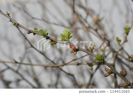 Japanese Flowering Quince Japanese Flowering Quince 114411085