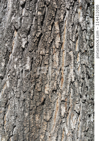 Norway maple Norway maple 114411086