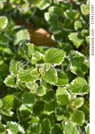 Swedish ivy Marginatus 114411087