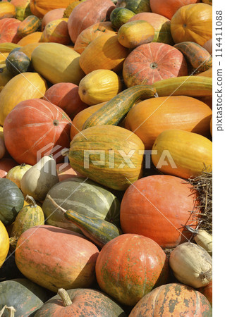 Pumpkins 114411088