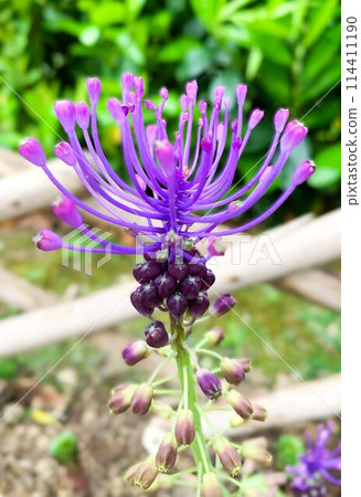 穆斯卡里 穆斯卡里 114411190