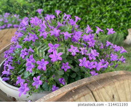 Potted Campanula Potted Campanula 114411193