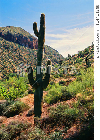 Old Saguaro Cactus Sonora desert Arizona on Film Old Saguaro Cactus Sonora desert Arizona on Film 114411289