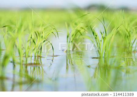 Rice paddy after rice planting 114411389