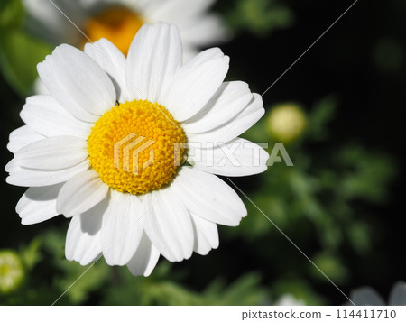 Cute North Pole flower 114411710