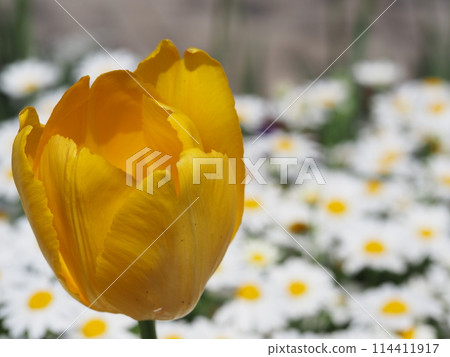 Yellow tulip 114411917