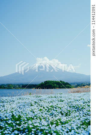 Mt. Fuji, Lake Kawaguchi and Nemophila Mt. Fuji, Lake Kawaguchi and Nemophila 114412091