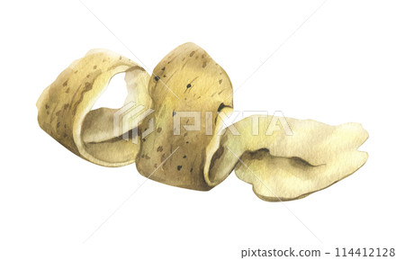 Peeling white potatoes with brown skin in a spiral shape. Watercolor illustration, hand-drawn on the theme of harvest, cooking, food, packaging vegetable shop design. Element isolated from background 114412128