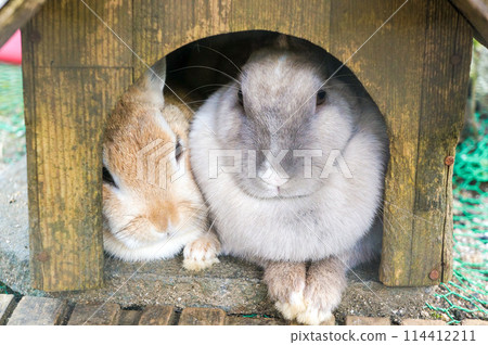 Rabbits hug each other to share body heat and keep warm 114412211