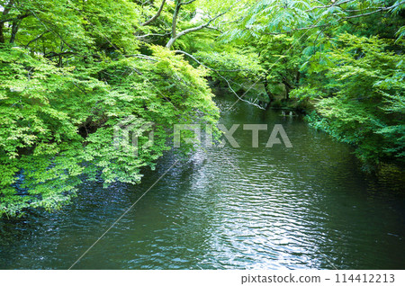Scenery of a lake covered in fresh greenery 114412213