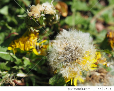 蓬鬆的蒲公英絨毛 114412303