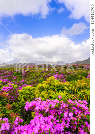 Around the summit of Mt. Aso, Mt. Aso, a spectacular view of Miyamakirishi flowers against the backdrop of the Nakadake crater (around Mt. Aso and the Aso crater) 114412709