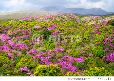 Around the summit of Mt. Aso, Mt. Aso, a spectacular view of Miyamakirishi flowers against the backdrop of the Nakadake crater (around Mt. Aso and the Aso crater) 114412715