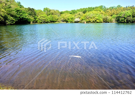 Spring scenery, the season when Lake Ippeki shines 114412762
