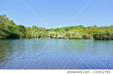 Spring scenery, the season when Lake Ippeki shines 114412764
