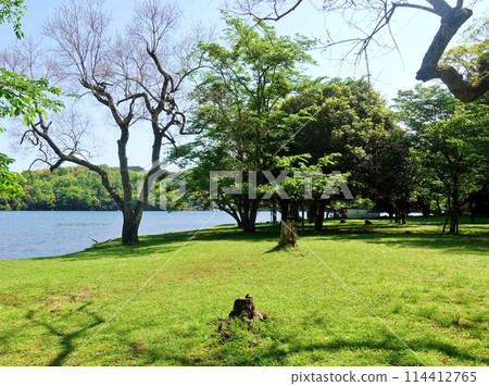 Spring scenery, the season when Lake Ippeki shines 114412765
