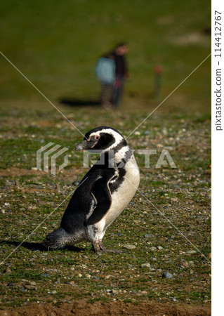 Magellanic penguin on grassy hillside near tourist 114412767