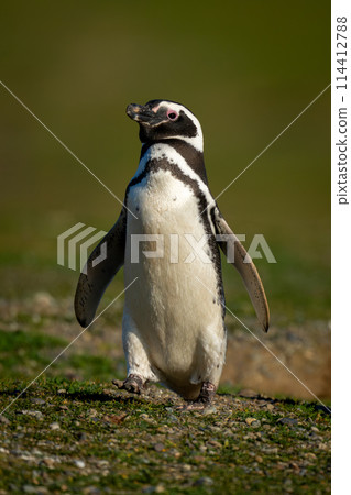 Magellanic penguin raises foot crossing grass slope Magellanic penguin raises foot crossing grass slope 114412788
