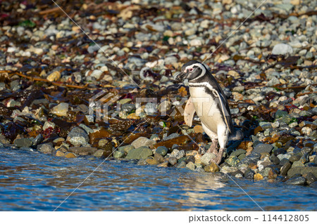 Magellanic penguin stands on shingle by water 114412805