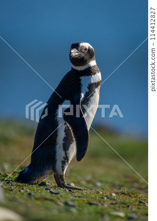 Magellanic penguin turns head to watch camera 114412827