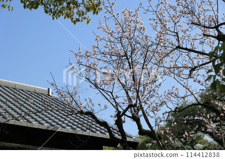 Ritsurin Garden in the waking hours (mid-March, apricots) Ritsurin Garden in the waking hours (mid-March, apricots) 114412838