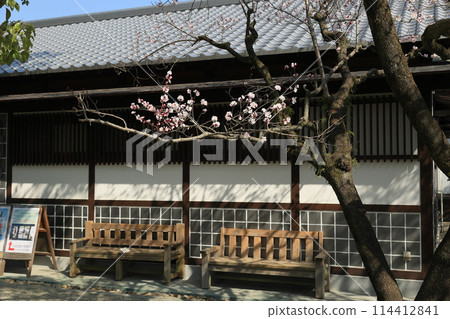 Ritsurin Garden in the waking hours (mid-March, apricots) Ritsurin Garden in the waking hours (mid-March, apricots) 114412841