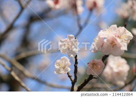 栗林公園（3月中旬/杏桃） 114412864