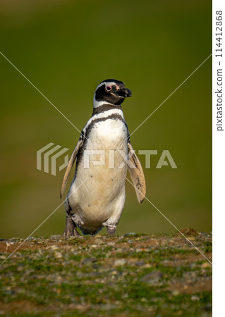 Magellanic penguin waddles over grass raising foot 114412868