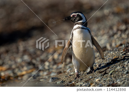 Magellanic penguin walks toward camera shaking head 114412898